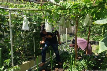 Kodim 0418/Palembang kembangkan pertanian perkotaan dukung ketahanan pangan