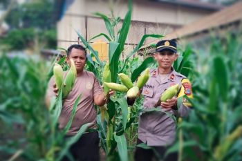 Polres-Donggala pantau kebun petani guna wujudkan ketahanan pangan