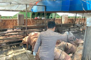 Karantina Sulut sebut perlu kolaborasi  antardaerah atasi penularan PMK