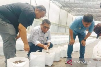 Pemkab Taput lakukan pengembangan tanam buah metode smart green house