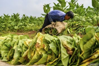 No hike in Indonesia's tobacco excise tax next year: minister