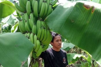 Panen pisang cavendish Sulbar ditaksir miliaran