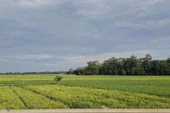 Target luas tambah tanam padi Lampung capai 1,03 juta hektare
