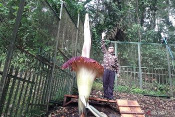 Bunga bangkai koleksi Kebun Raya Cibodas Cianjur kembali mekar di awal 2025