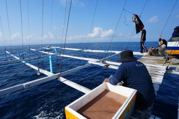 Pembangunan kawasan Samota Sumbawa tak berdampak bagi hiu paus