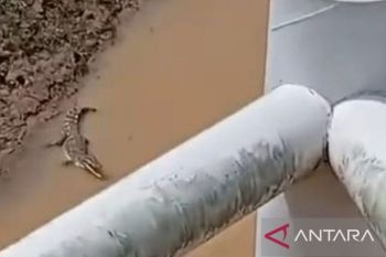 BKSDA Jambi imbau warga waspadai buaya di Sungai Batanghari