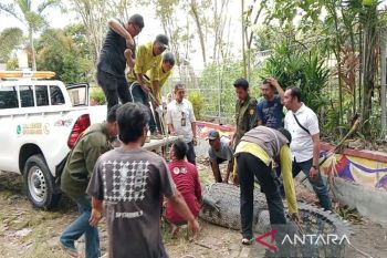 BKSDA evakuasi satwa dilindungi dari Kebun Binatang Mini Banjarmasin