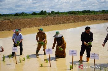 Kaltim awasi ketat peredaran benih ilegal