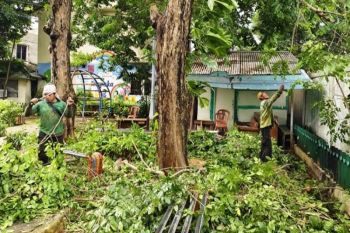 Cegah tumbang saat hujan, pepohonan di Taman Bulan dipangkas