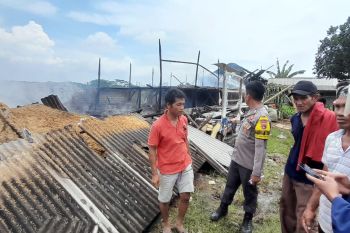 Kandang terbakar, ribuan ayam di Lombok Timur mati terpanggang