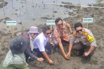 Peneliti pulihkan mangrove terintegrasi budidaya udang di Donggala