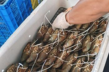 Karantina Kepri fasilitasi ekspor 2.800 ekor kepiting bakau tujuan China