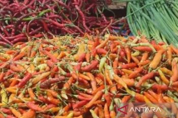 Cabai rawit di Jayapura melonjak menjadi Rp90.000/kg