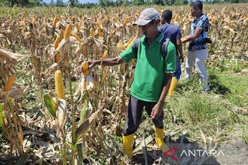 Perum Bulog siap serap jagung dari petani di Papua