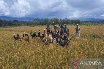 Jayawijaya panen Padi Toraja 8,5 hektare Distrik Hubikosi