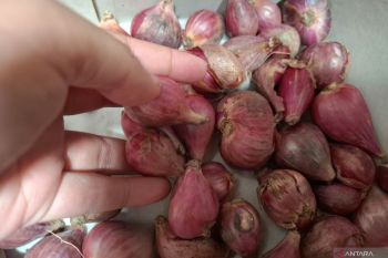 Dinas KPTPH Lampung: Pembibitan bawang merah mandiri stabilkan harga