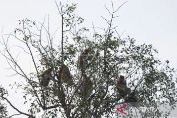 BKSDA Kaltim  garap areal konservasi pada 2025 demi jaga bekantan