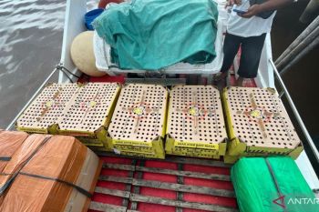Karantina Jambi gagalkan pengiriman seribu ekor DOG