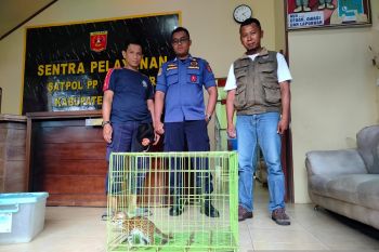 BKSDA Sumbar terima anak kucing hutan dari warga Agam usai diselamatkan dari kandang ayam (Video)