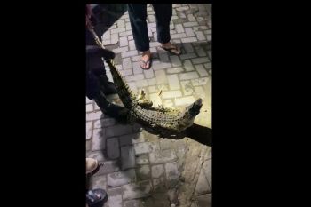 Damkar Pacitan amankan buaya muara 1,5 meter dari Sungai Grindulu