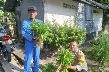 Polsek Belakangpadang panen kangkung dari program ketahanan pangan