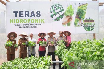 Polda Kalsel panen ratusan kilogram sayur program ketahanan pangan