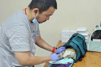 DKI kemarin, DKI kurangi jam belajar  hingga sterilisasi kucing