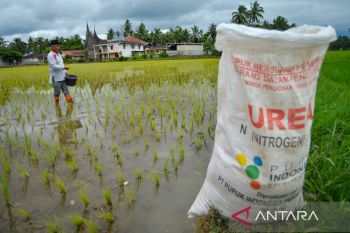 Alokasi pupuk bersubsidi di Sumatera Barat