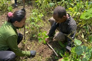 BPOLBF berkomitmen dukung kelestarian Parapuar melalui penanaman pohon