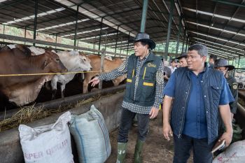 3.000 sapi perah Australia masuk Indonesia
