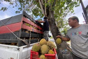Pedagang durian musiman bermunculan di Gorontalo