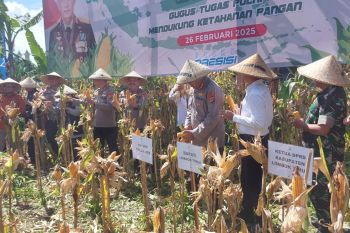 Polda NTB panen raya jagung jaga ketahanan pangan