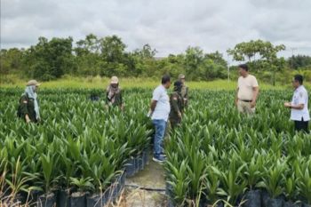 Disbun turunkan tim awasi dan bina produsen bibit kelapa sawit di Kalteng
