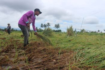Bulog bentuk tim pembelian gabah petani di Lombok Timur