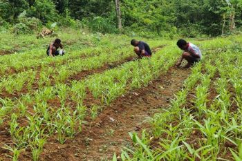 Prajurit Satgas TMMD ajari warga Kbusdori kelola lahan tidur dukung ketahanan pangan