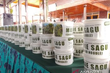 FAO UN: Pengolahan sagu meningkatkan taraf hidup masyarakat adat