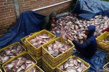 Harga ikan gurami awal Ramadhan