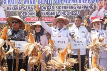 Bupati Sidrap langsung panen raya jagung perdana di Mattirotasi