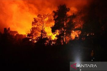 Kebakaran hutan melanda Jepang barat