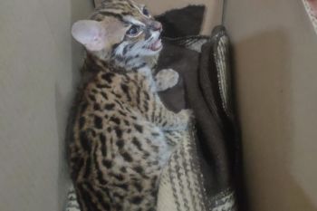 Karantina Lampung sita satu ekor kucing hutan tanpa sertifikat