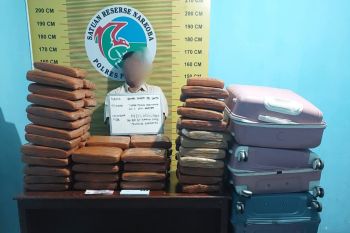 Polres Pasaman gagalkan peredaran 100 paket besar Ganja (Video)