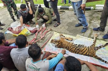 Harimau sumatera dikuliti di Rohul, enam orang diamankan