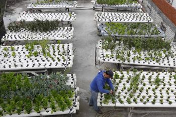 Kebun atap ubah desa di Mesir yang dulunya miskin menjadi oasis subur