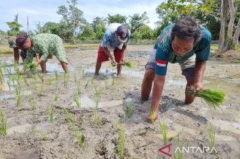 BPS memprediksi produksi beras Papua Barat capai 2,21 ribu ton