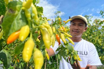 Dispertan Garut sebutkan harga cabai rawit naik karena belum panen raya