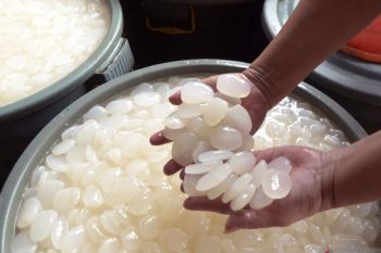 Manfaat kolang-kaling bagi kesehatan tubuh