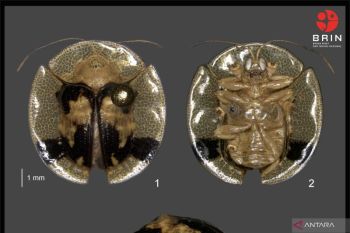 Dua spesies baru kumbang kura-kura ditemukan BRIN di Sulawesi