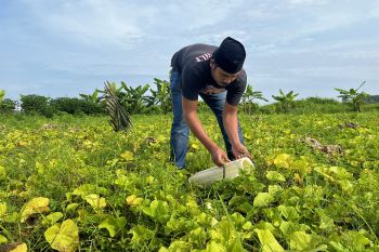 Polres Aceh Besar kembangkan 13 lahan pertanian untuk ketahanan pangan