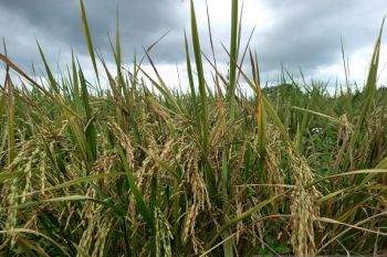BPS: Produksi beras di Sulut capai 153,48 ribu ton