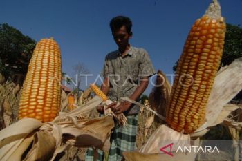 BPS: Produksi jagung di Sulut naik 35,79 persen